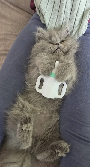 Blh Britisch Langhaar Kitten(Kater)
