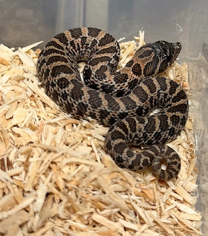 Hakennasennatter, Heterodon Nasicus 