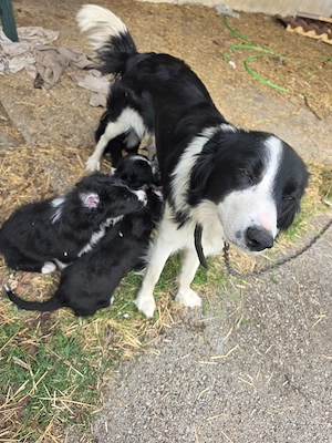 9 Border Collie Mix Welpen und Mutter bundesweit ausreisebereit 