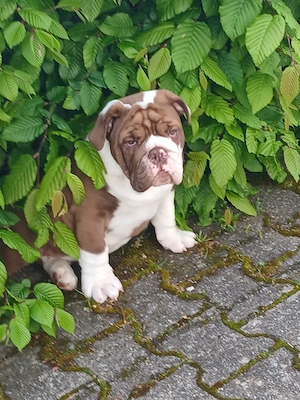 old english bulldog welpen 