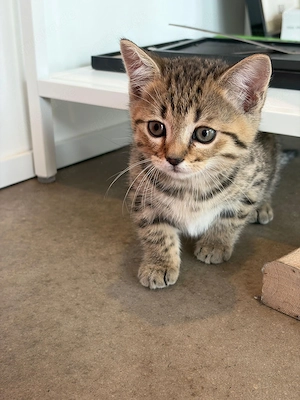 Britisch kurzhaar bengal kitten Ende Mai abzugeben 