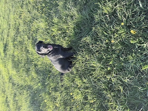 Labrador dringend holen 
