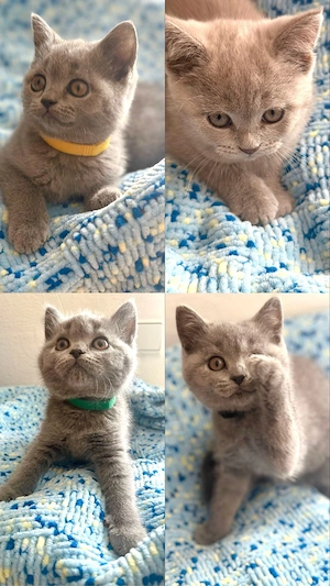 BKH Kitten reinrassig 5 süße babys in BLUE LILAC