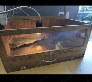 Terrarium für Landschildkröten Nachwuchs 
