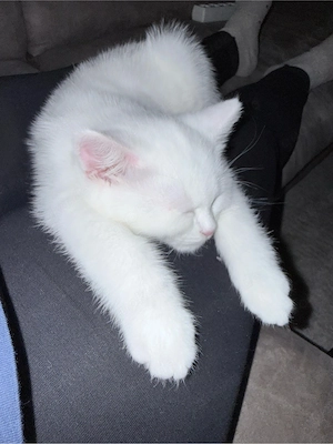     Liebevolle Katze sucht neues Zuhause