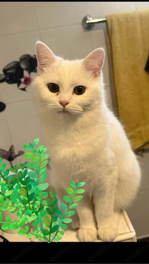 Liebevolle 2,5-jährige Katze sucht ein warmes Zuhause