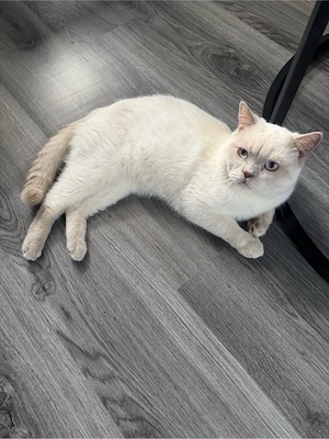 Deckkater Bkh