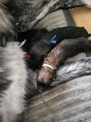 welpen abzugeben  Bild 2