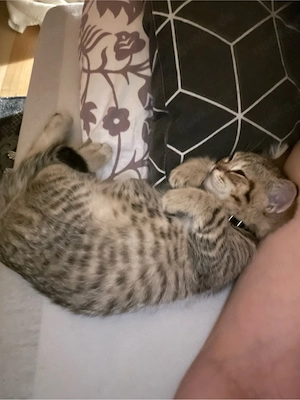 5 Monate alter bkh-siam mix kater schweren Herzenz abzugeben 