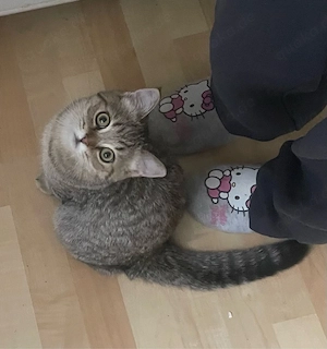 5 Monate alter bkh-siam mix kater schweren Herzenz abzugeben 