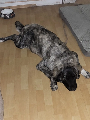 welpen abzugeben  Bild 5