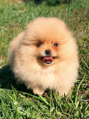 Pomeranian Zwergspitz Welpen Reinrassig 