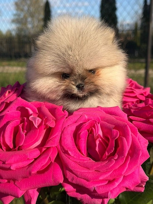Reinrassige Pomeranian Zwergspitz Welpen  Bild 4