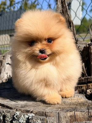Pomeranian Zwergspitz Welpen Reinrassig 
