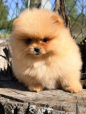 Reinrassige Pomeranian Zwergspitz Welpen  Bild 3