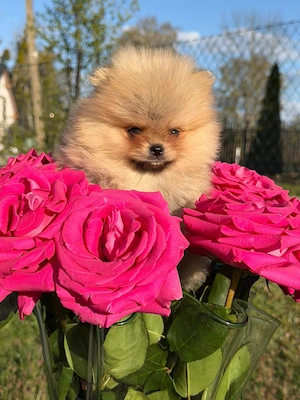 Reinrassige Pomeranian Zwergspitz Welpen  Bild 5