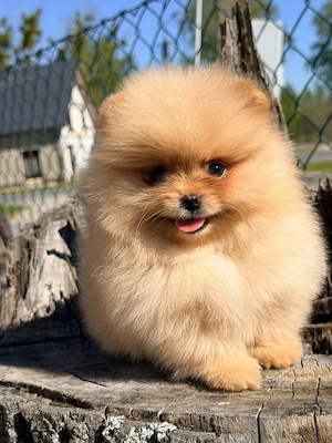 Reinrassige Pomeranian Zwergspitz Welpen 