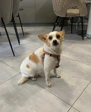 Kleine 32cm Hündin sucht zu Hause