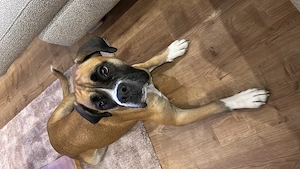 Boxer Hündin sucht neues Zuhause 