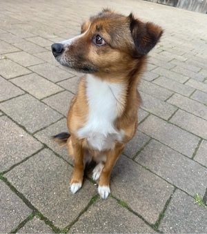 Chihuahua-Mischlings Hündin