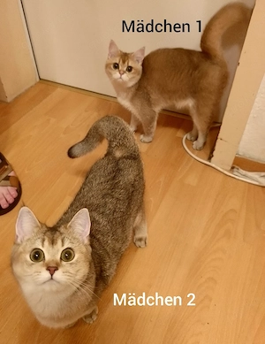 BKH Black Gold Chinchilla 2 Mädchen und 3 Jungen