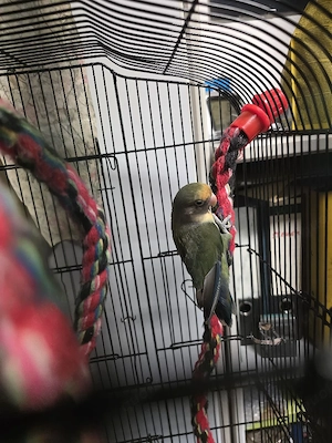 unertrennliche vogel 