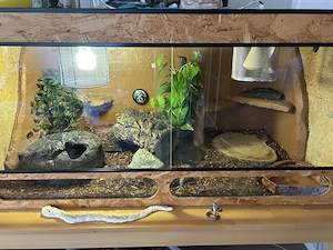 Königspython mit Terrarium 2 Stück weiblich 