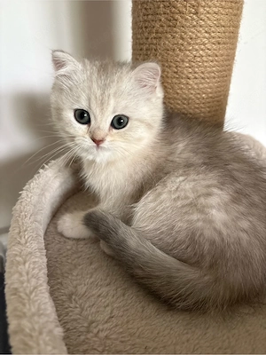Britisch Kurzhaar Kitten