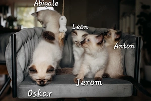 5 Bezaubernde Heilige-Birma Kitten abzugeben 