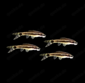Ohrgitterharnischwels Otocinclus spec.