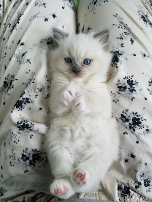 Zuneigungsvolles Ragdoll-Kätzchen abzugeben