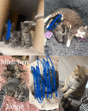 BKH mix kitten Nur noch das mädchen