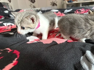 Süsse Kitte
