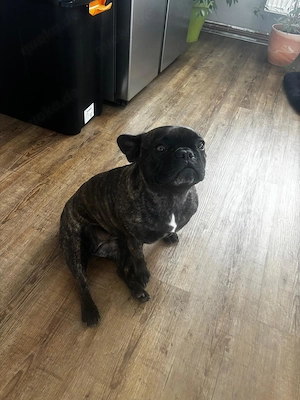 Französische Bulldogge Hündin 