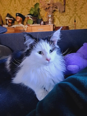 Norwegische Waldkatze sucht ein neues Zuhause 