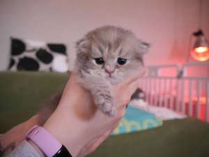 BKH BLH Kitten mit Stammbaum 