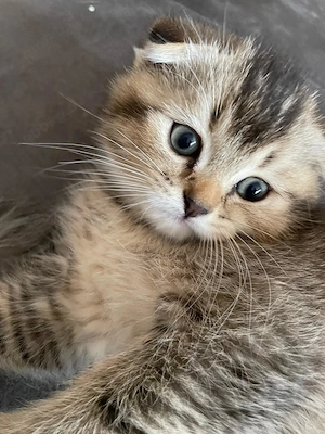 Drei wunderschöne, flauschige Kitten suchen ein liebevolles Zuhause 