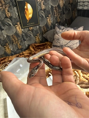 Phanterophis guttatus (Kornnattern) Nachzuchten 