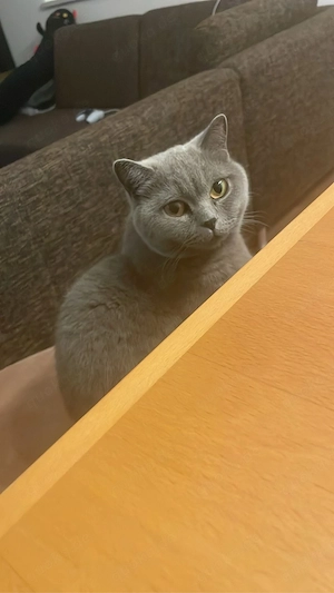 süße Katzen Damen
