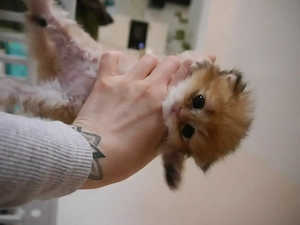 BKH BLH Kitten mit Stammbaum 