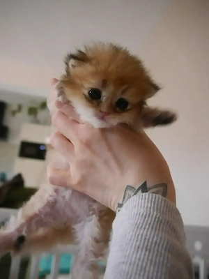BKH BLH Kitten mit Stammbaum 