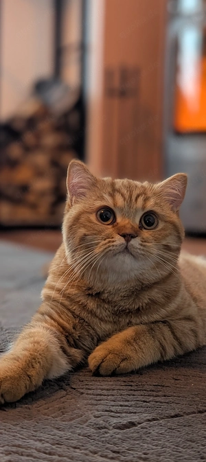 Wurfankündigung BKH Mix Kitten