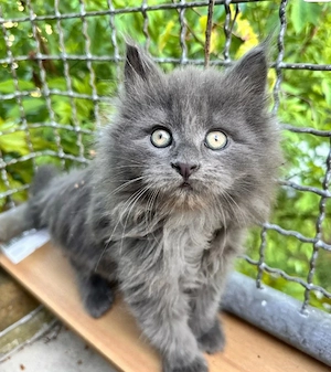 Maine-Coon-Kätzchen suchen ein liebevolles Zuhause