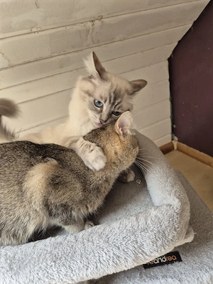 Ragdoll Mischlingskatzen