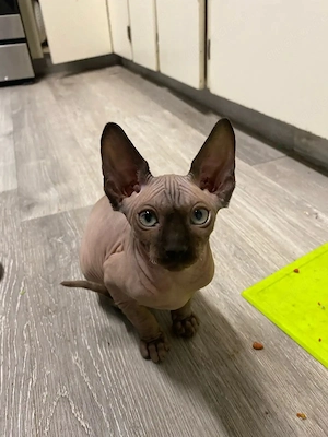 Kanadische Sphynx-Katzen