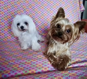 yorkshire terrier Hündin abzugeben 