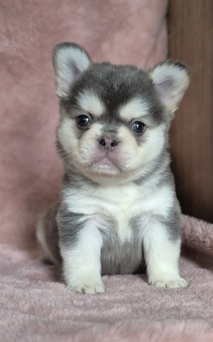 Französische bulldoggen welpen Abzugeben  Bild 6