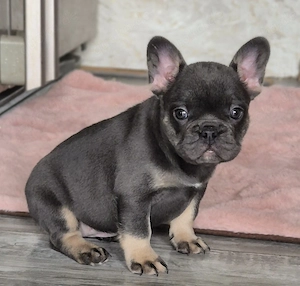 Französische bulldoggen welpen Abzugeben  Bild 4