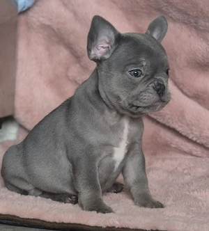 Französische bulldoggen welpen Abzugeben  Bild 8