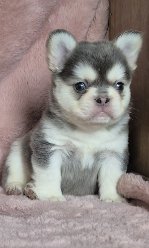 Französische bulldoggen welpen Abzugeben  Bild 5